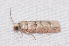 Blastesthia tessulatana