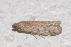Ephestia woodiella