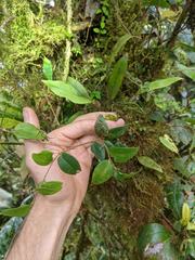 Sphyrospermum buxifolium