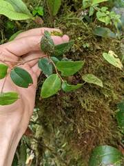 Sphyrospermum buxifolium