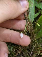 Sphyrospermum buxifolium