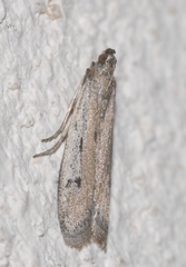 Phycitodes albatella