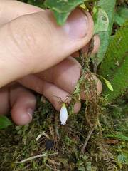 Sphyrospermum buxifolium