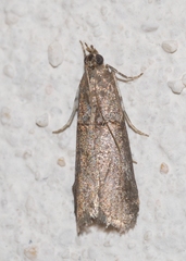 Acrobasis obliqua