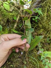 Sphyrospermum buxifolium