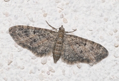 Eupithecia cocciferata