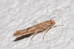 Pyroderces argyrogrammos