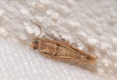 Blastesthia tessulatana