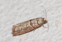 Blastesthia tessulatana