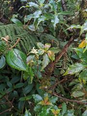 Arachnothryx monteverdensis