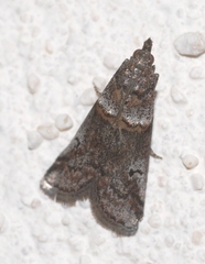 Acrobasis obliqua