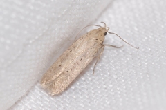 Platyedra subcinerea