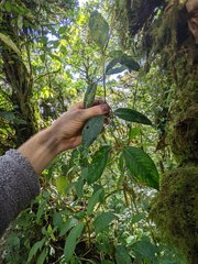 Notopleura pithecobia