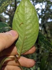 Notopleura pithecobia