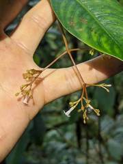 Notopleura pithecobia
