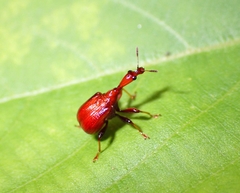 Paracycnotrachelus