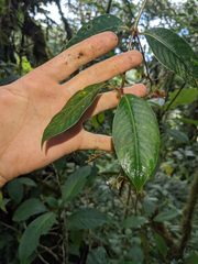 Notopleura pithecobia