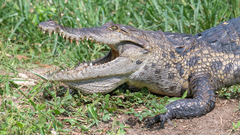 Crocodylus suchus