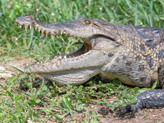 Crocodylus suchus