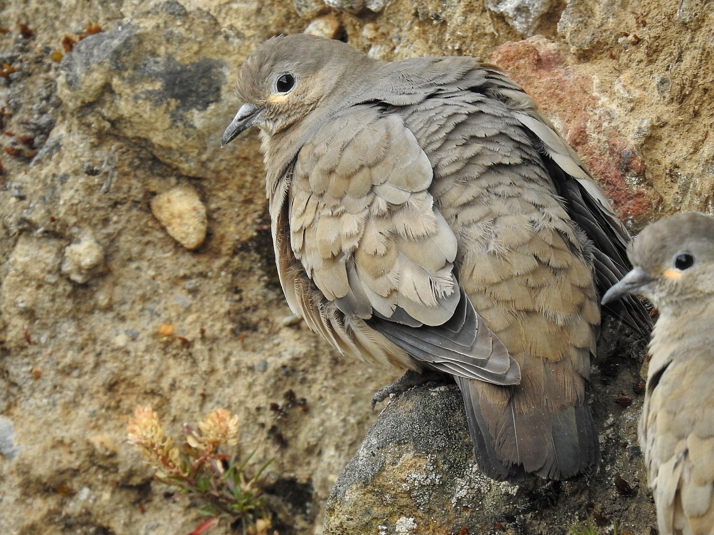 Black-winged Ground Dove illustration