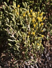 Parastrephia quadrangularis