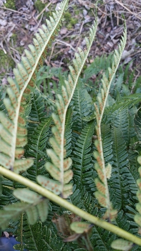 Dryopteris × complexa, photograph 1