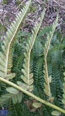Dryopteris × complexa