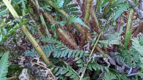 Dryopteris × complexa, photograph 2