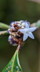 Palicourea axillaris