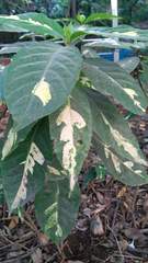 Graptophyllum