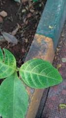 Pseuderanthemum carruthersii