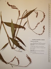 Persicaria careyi