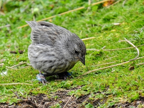 Plumbeous Sierra Finch (Geospizopsis unicolor), photo 8