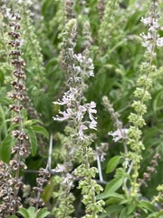 Ocimum americanum image