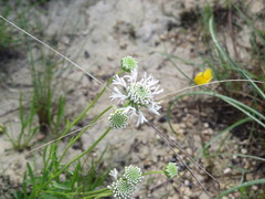 Marshallia caespitosa