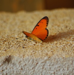 Acraea zitja