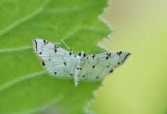 Pycnarmon