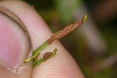 Cochlidium serrulatum