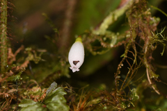 Sphyrospermum buxifolium