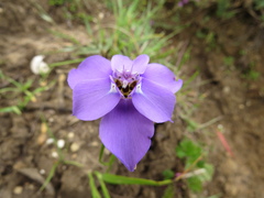 Ennealophus foliosus