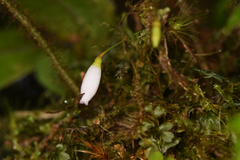 Sphyrospermum buxifolium