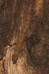 Hemidactylus mercatorius