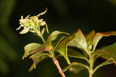 Arachnothryx monteverdensis