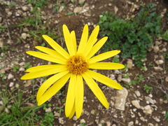 Dorobaea