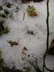 Odontoschisma denudatum