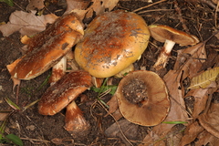 Cortinarius atkinsonianus