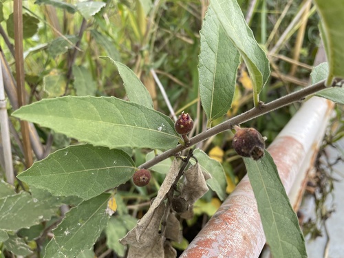 Ficus pygmaea image