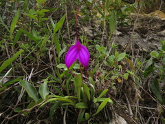Masdevallia amabilis