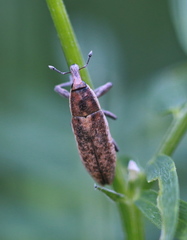 Lixus subtilis
