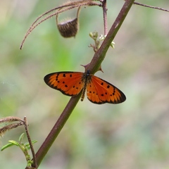 Acraea zitja